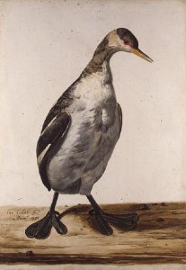 The Greater Loon