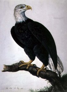 White-headed Sea Eagle