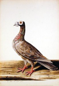 A Woodgrouse, Hen, 1741