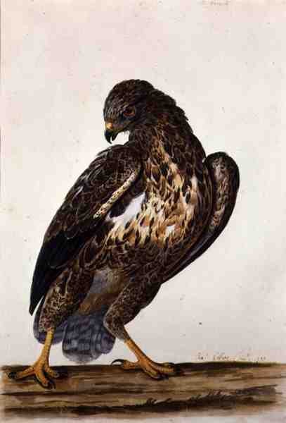 The Common Buzzard  1739