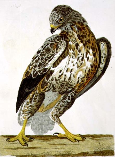 The Buzzard (Buteo buteo) plate from 'The British Zoology