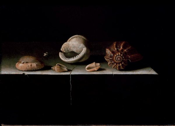 Six Shells on a Stone Shelf, 1696