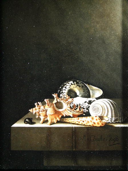 A still life of shells 1698