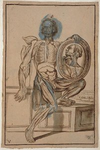 Hunter 653 Plate V Anatomical Drawing, c.1610