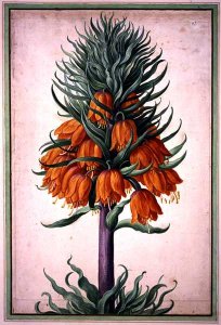 Fritillaria imperialis (crown imperial) plate 25 from the Nassau Florilegium