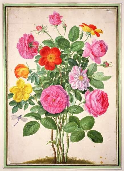 Roses, plate 4 from the Nassau Florilegium