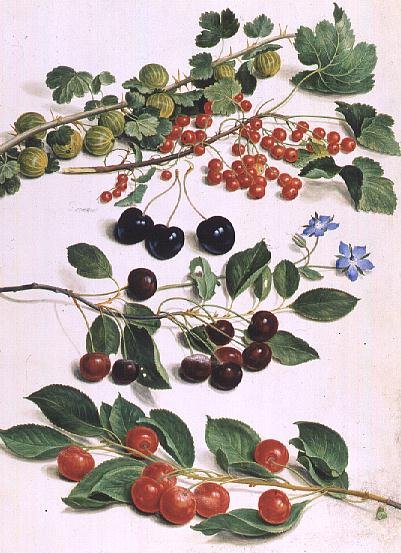 Gooseberries, Cherries and Redcurrants, 1661