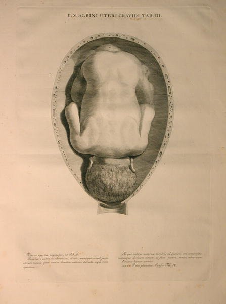 Albinus, Uterus, Tab. III, illustration from 'Tabulae ossium humanorum', by Bernhard Siegfried Albinus (1697-1770), published by J.&H. Verbeek, bibliop., Leiden, 1748