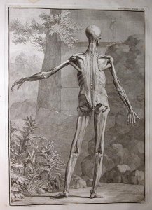 Albinus I, Tab. VII: Musculature, illustration from 'Tabulae sceleti et musculorum corporis humani', by Bernhard Siegfried Albinus (1697-1770), published by J.&H. Verbeek, bibliop., Leiden, 1741