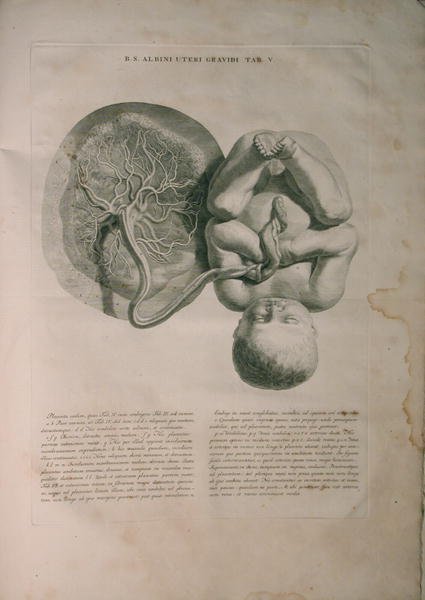 Albinus, Uterus II, Tab. V, illustration from 'Tabulae ossium humanorum', by Bernhard Siegfried Albinus (1697-1770), published by J.&H. Verbeek, bibliop., Leiden, 1748