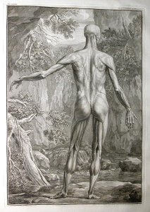 Albinus I, Tab. V: Musculature, illustration from 'Tabulae sceleti et musculorum corporis humani', by Bernhard Siegfried Albinus (1697-1770), published by J.&H. Verbeek, bibliop., Leiden, 1740