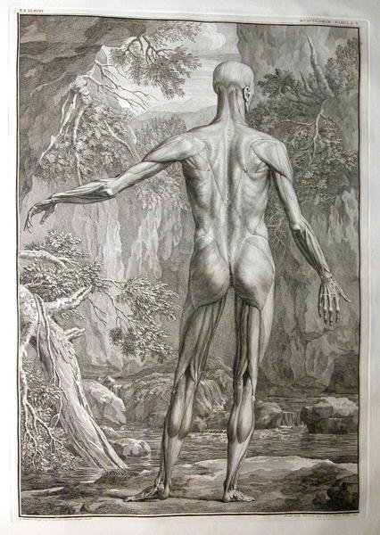 Albinus I, Tab. V: Musculature, illustration from 'Tabulae sceleti et musculorum corporis humani', by Bernhard Siegfried Albinus (1697-1770), published by J.&H. Verbeek, bibliop., Leiden, 1740