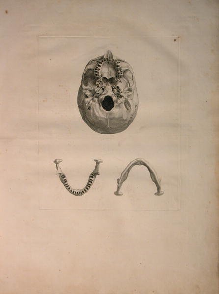 Albinus II, Tab. II, Skull, illustration from 'Tabulae ossium humanorum', by Bernhard Siegfried Albinus (1697-1770), published by J.&H. Verbeek, bibliop. 1753, Leiden, c.1729