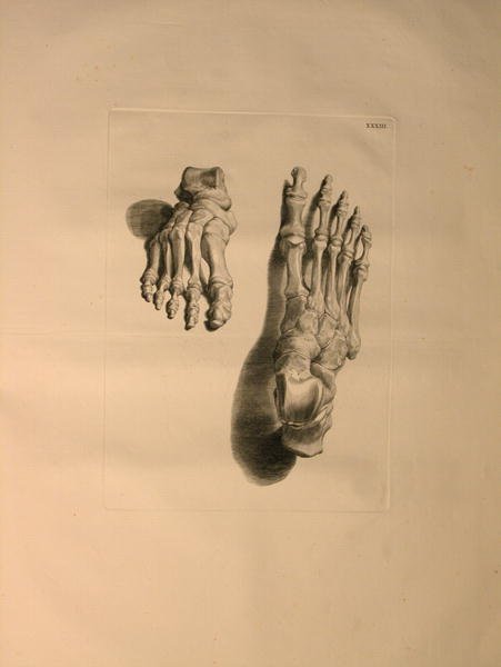 Albinus II, Tab. XXXIII: Skeleton of a Foot, illustration from 'Tabulae ossium humanorum', by Bernhard Siegfried Albinus (1697-1770), published by J.&H. Verbeek, bibliop. 1753, Leiden, 1729-1753