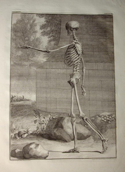 Albinus I, Tab. III: Skeleton, illustration from 'Tabulae sceleti et musculorum corporis humani', by Bernhard Siegfried Albinus (1697-1770), published by J.&H. Verbeek, bibliop., Leiden, 1747