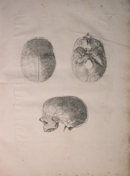 Albinus II, Tab. III, Cranial bone, illustration from 'Tabulae ossium humanorum', by Bernhard Siegfried Albinus (1697-1770), published by J.&H. Verbeek, bibliop. 1753, Leiden, 1753