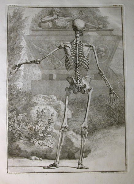 Albinus I, Tab. II: Skeleton, illustration from 'Tabulae sceleti et musculorum corporis humani', by Bernhard Siegfried Albinus (1697-1770), published by J.&H. Verbeek, bibliop., Leiden, 1740