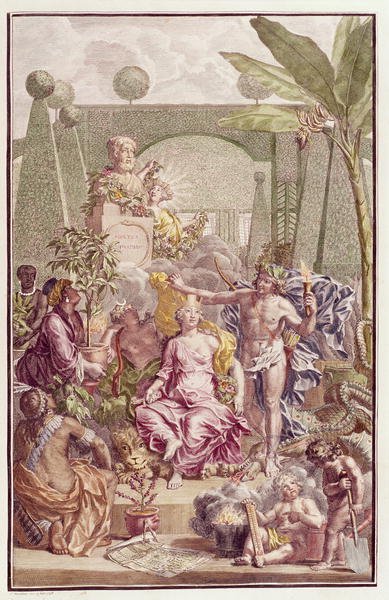 Frontispiece of Hortus Cliffortianus by Carl Linnaeus (1707-78)