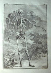 Albinus I, Tab. I: Skeleton, illustration from 'Tabulae sceleti et musculorum corporis humani', by Bernhard Siegfried Albinus (1697-1770), published by J.&H. Verbeek, bibliop., Leiden, 1740