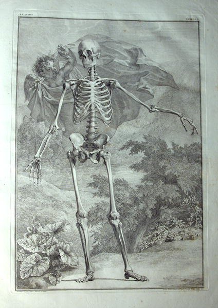 Albinus I, Tab. I: Skeleton, illustration from 'Tabulae sceleti et musculorum corporis humani', by Bernhard Siegfried Albinus (1697-1770), published by J.&H. Verbeek, bibliop., Leiden, 1740