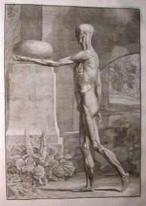 Albinus I, Tab. IX: Musculature, illustration from 'Tabulae sceleti et musculorum corporis humani', by Bernhard Siegfried Albinus (1697-1770), published by J.&H. Verbeek, bibliop., Leiden, 1743