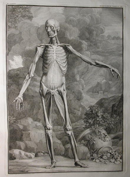 Albinus I, Tab. III: Musculature, illustration from 'Tabulae sceleti et musculorum corporis humani', by Bernhard Siegfried Albinus (1697-1770), published by J.&H. Verbeek, bibliop., Leiden, 1747