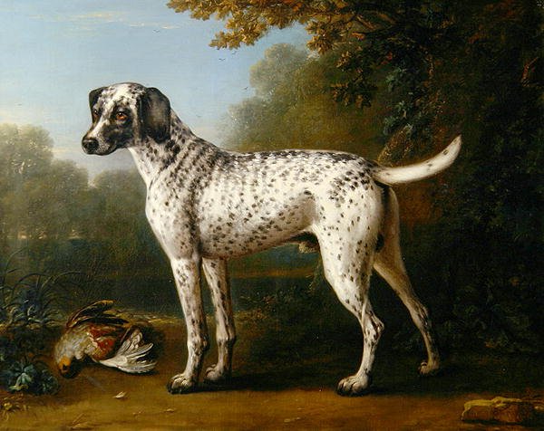 Grey spotted hound, 1738