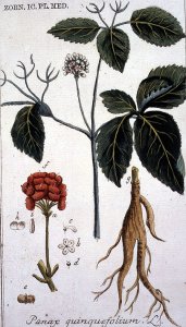 Panax quinquefolium American Ginseng engraved by T. S. Leitner, plate 155, illustration from the Plate Collection of the Botany Library