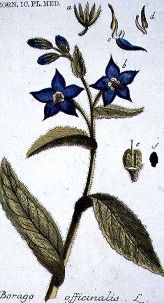 Borago officinalis Borage engraved by T. S. Leitner, plate 147, illustration from the Plate Collection of the Botany Library