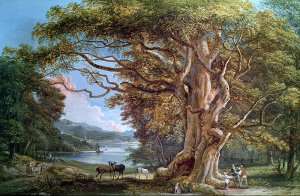 An Ancient Beech Tree, 1794