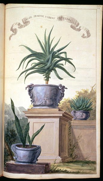 Aloe Semper Virens or Vera, page 306 from Flora Exotica 1720