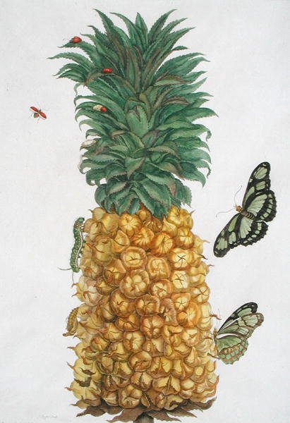 Pineapple with caterpillar and butterflies