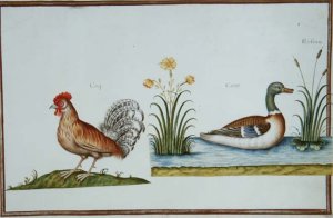 A Cockerel and a Mallard