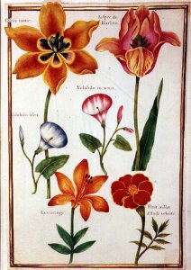 Two Tulips, Convolvulus, Lilium Bulbiferum and French Marigold