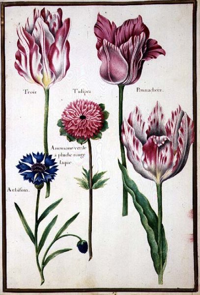 Three Broken Tulips, Cornflower and Anemone