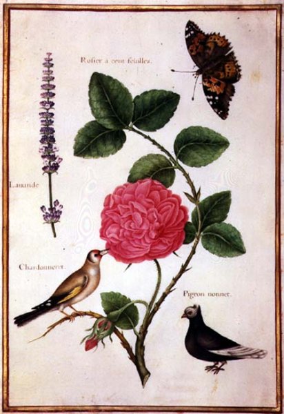 Centifolia Rose, Lavender, Tortoiseshell Butterfly, Goldfinch and Crested Pigeon