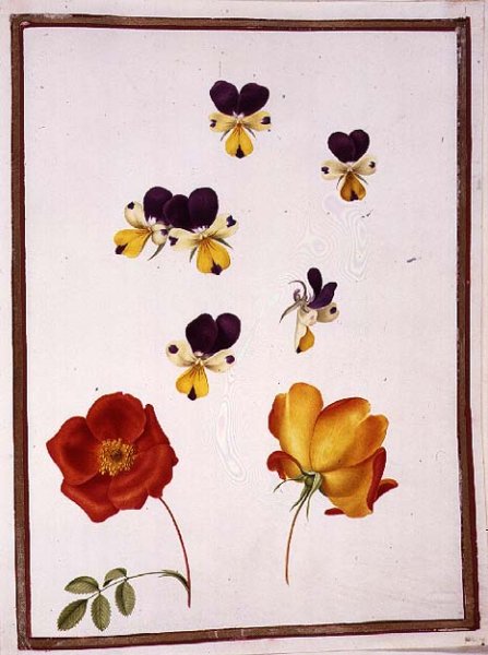 Six Heads of Pansies and Two Rosa Foetida Austrian Briar