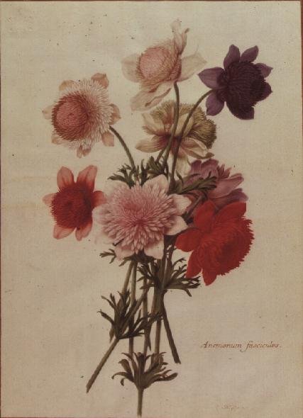 Anemone Coronaria