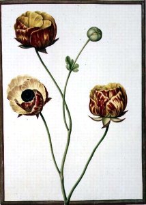 Ranunculus Asiaticus