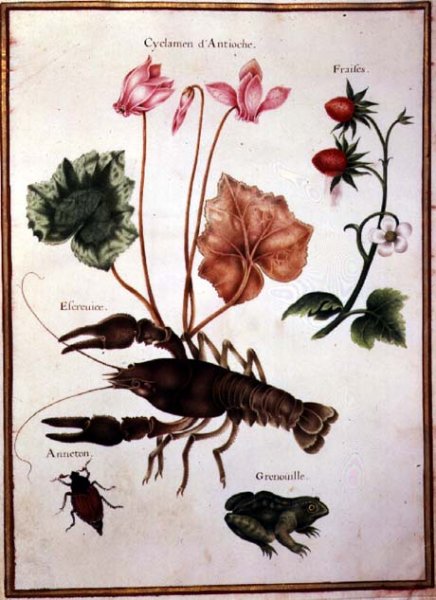 Cyclamen, Alpine Strawberry, a Lobster and a Frog