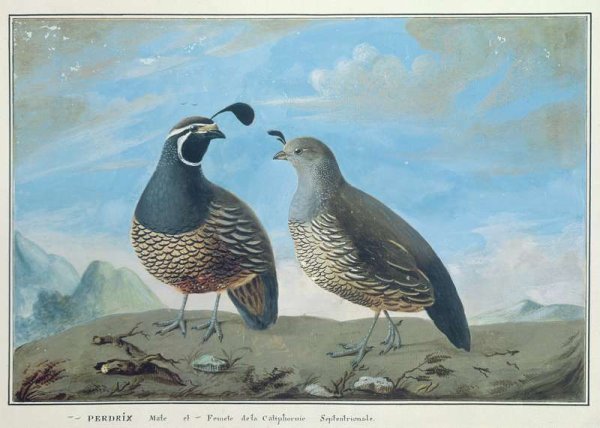 Male and Female Californian Partridge, from Voyage de La Perouse