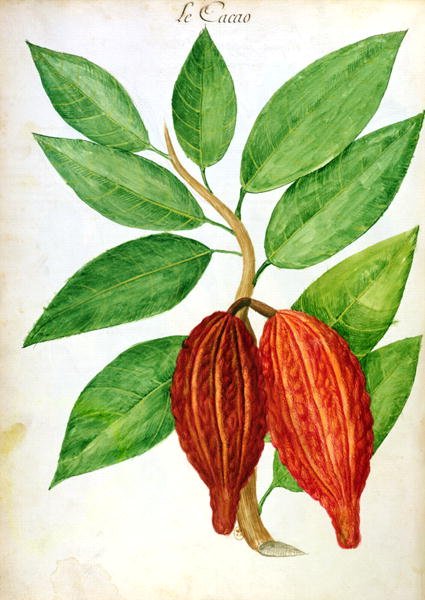 Cacao, from a manuscript on plants and civilization in the Antilles, c.1686