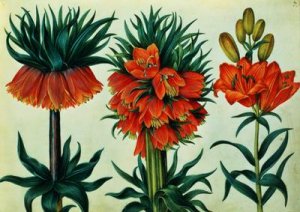 Crown Imperial Lily