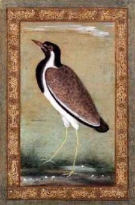 Indian lapwing 1800