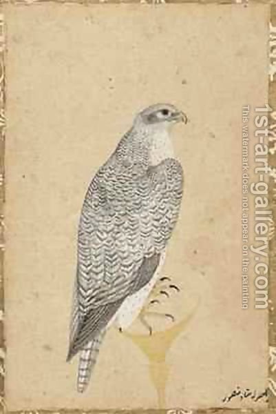 Portrait of a Falcon from Northern India 1619