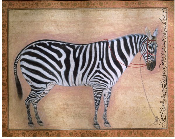 Zebra from the Minto Album Mughal 1621