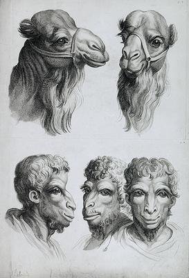 Similarities Between the Head of a Camel and a Man