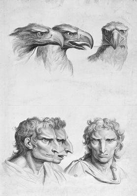 Similarities Between the Head of an Eagle and a Man