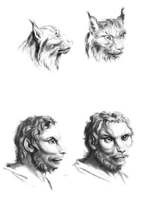 Similarities between the heads of a lynx and a man