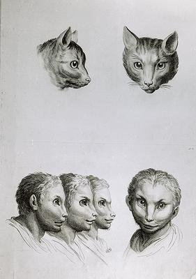 Similarities Between the Head of a Cat and a Man